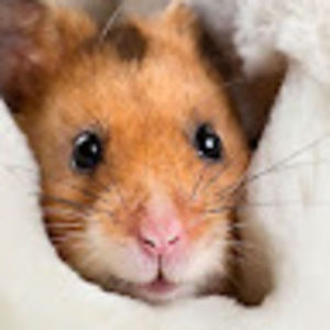 Meet your Posher, Argeroula